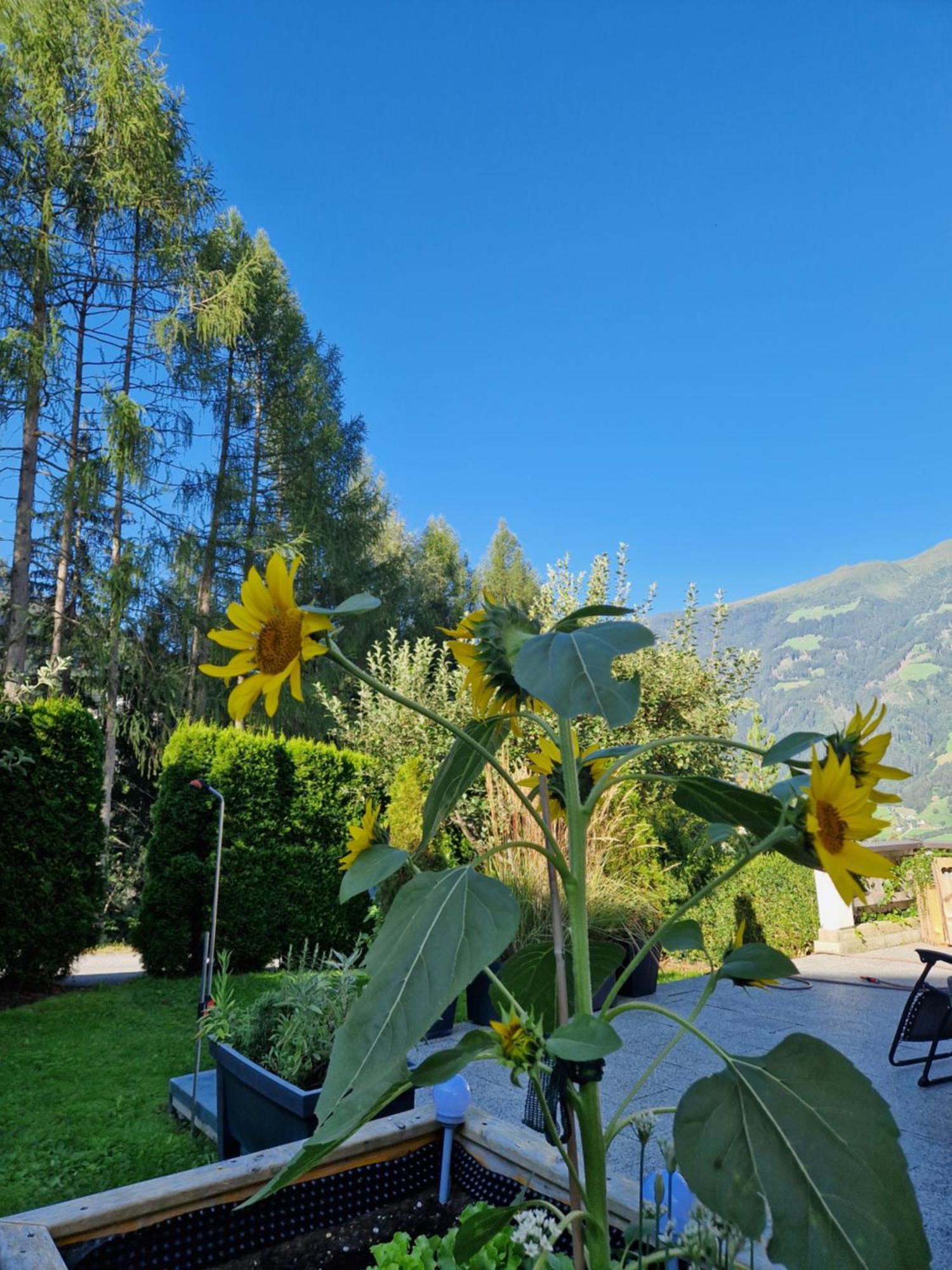 Haus Roland Lejlighed Zell am Ziller Eksteriør billede